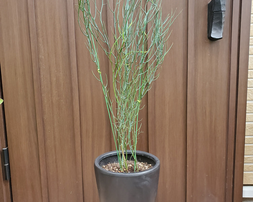 大きなアカシアレインディアワトル トナカイの角 ワイルドオージー