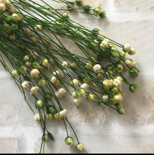 プリザーブドフラワー 葉物／グリーン 系　まとめ売り　花材　特価28日まで！ リンフラワー 白/グリーン プリザーブドフラワー 20粒 その他素材