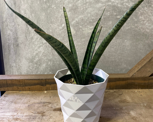 観葉植物 サンスベリア サイアムブルー アートフラワー plant life