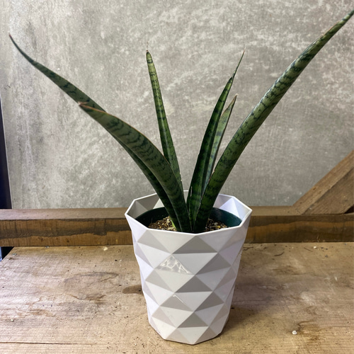 観葉植物 サンスベリア サイアムブルー アートフラワー plant life