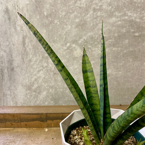観葉植物 サンスベリア サイアムブルー アートフラワー plant life