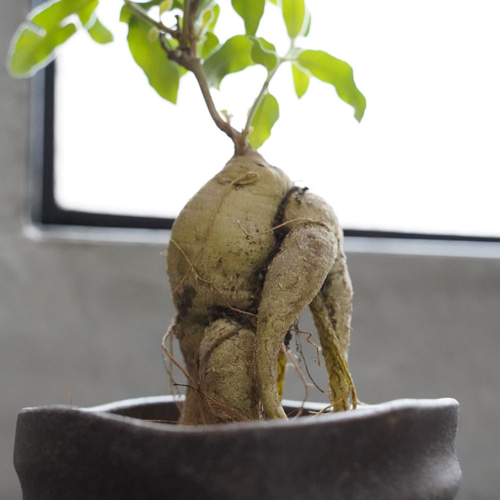 ラフィオナクメ ブルケイ 鉢こみ 一輪挿し・花瓶・花器 __@verdeplants