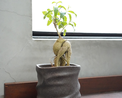 ラフィオナクメ・プロクンベンス8号鉢 塊根植物 青色鉢 植物 ラフィオナクメ プロクンベンス | GREEN LUCK