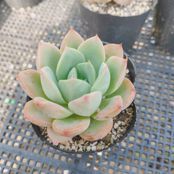 送料込み*フロリディティ* Floridity 多肉植物 フロディティール 送料込み*フロリディティ* Floridity 多肉植物 フロディティール