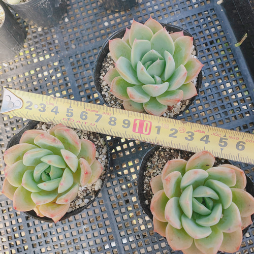 送料込み*ピンクリチャード* 多肉植物 Pink Richards 抜き苗 多肉植物