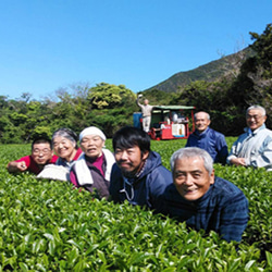 ＜私たちが作った屋久島粉末緑茶＞二番茶120gx3 無農薬/無化学肥料/残留農薬ゼロ 7枚目の画像