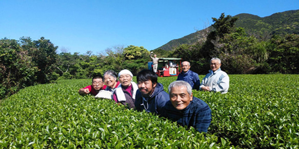 ＜私たちが作った屋久島粉末緑茶＞二番茶120gx3 無農薬/無化学肥料/残留農薬ゼロ 7枚目の画像