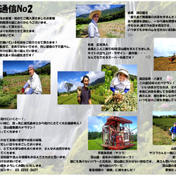＜私たちが作った屋久島粉末緑茶＞二番茶120gx3 無農薬/無化学肥料/残留農薬ゼロ 9枚目の画像