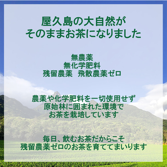 ＜私たちが作った屋久島自然栽培茶＞100gｘ5「深山の露」 無農薬/無化学肥料 2枚目の画像