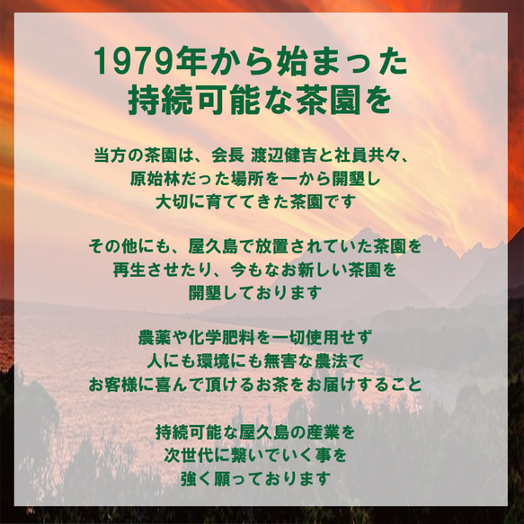 ＜私たちが作った屋久島自然栽培茶＞100gｘ5「深山の露」 無農薬/無化学肥料 5枚目の画像