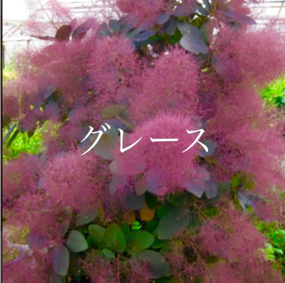 スモークツリー 苗 グレース 苗木 その他インテリア雑貨 森の小さなお