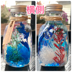 アクアハーバリウム　熱帯魚① ネコ瓶　Mサイズ（150ml ） 4枚目の画像