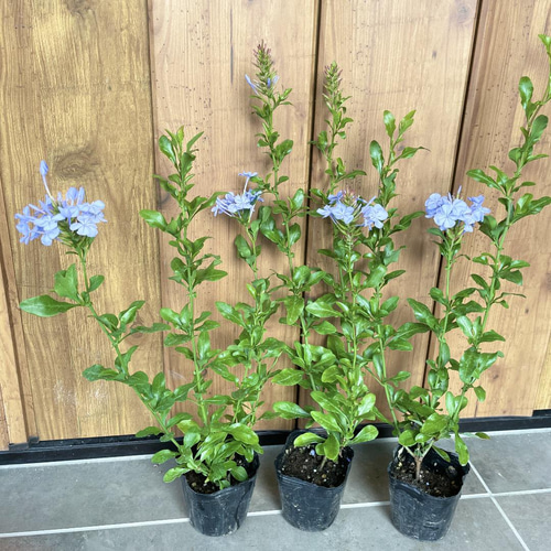 ルリマツリ　ブルペンバコ ルリマツリ ブルペンバコ プルンバーゴ（ルリマツリ）：ブルー3-3.5号