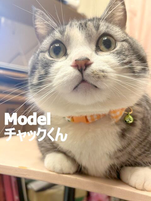 弾けるフルーツ！アシンメトリーなりぼん＊猫ちゃん首輪 17枚目の画像