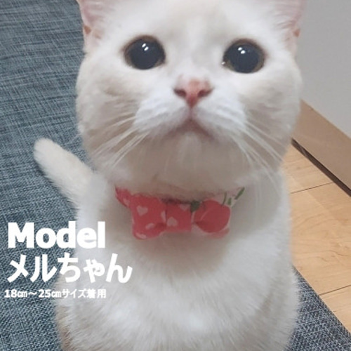 弾けるフルーツ！アシンメトリーなりぼん＊猫ちゃん首輪 リード・首輪