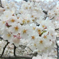 桜ハンドメイド2024　桜 星の花イヤリングシルバー　ガーネット　ロジウムメッキ（黒変防止） 3枚目の画像