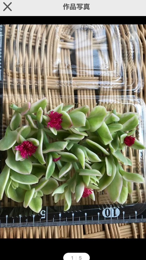 多肉植物 ❣️ベビーサンローズカット苗 ❣️ 約50g その他素材  