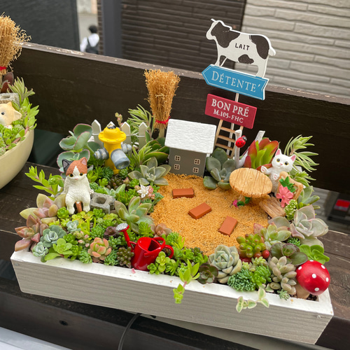 プレゼントにも〜受注制作 にゃんにゃん箱庭風多肉植物寄せ植え 多肉