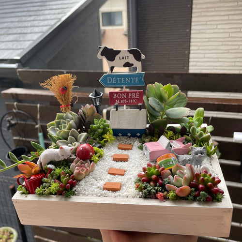 プレゼントにも〜受注制作 にゃんにゃん箱庭風多肉植物寄せ植え 多肉