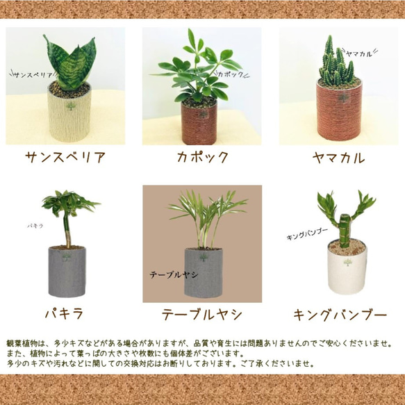 その他観葉植物 Nao プランツポットMサイズ （取り換え用観葉植物） 観葉植物