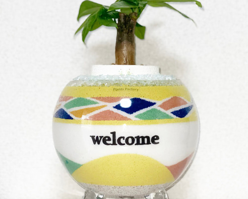 カラーサンドアート/パキラ/開店祝い/開業祝い カラーサンドアート/パキラ/開店祝い/開業祝い