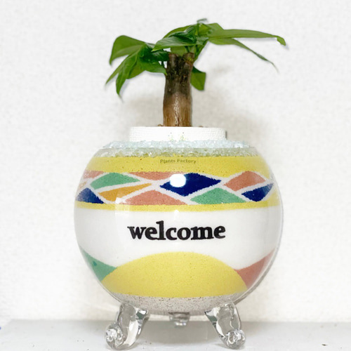 カラーサンドアート/パキラ/開店祝い/開業祝い 開店祝い 開業祝い 移転祝い ウェルカム welcome カラーサンド カラー