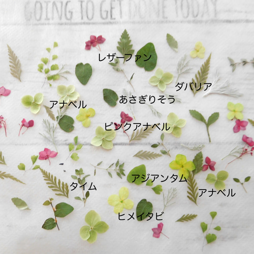 ボタニカルグリーン 押し花素材 その他素材 ababko 通販