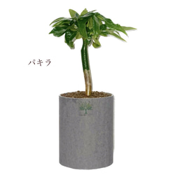 ＊植物＊ 9枚目の画像