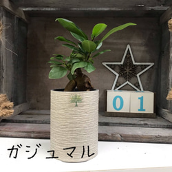 ＊植物＊ 8枚目の画像