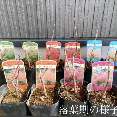 スモークツリー 苗 ホワイトボール 苗木 その他インテリア雑貨