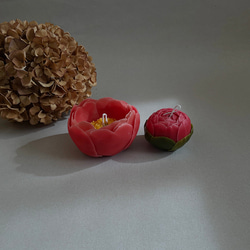 花蠟燭“coral charm”【定做】 第3張的照片