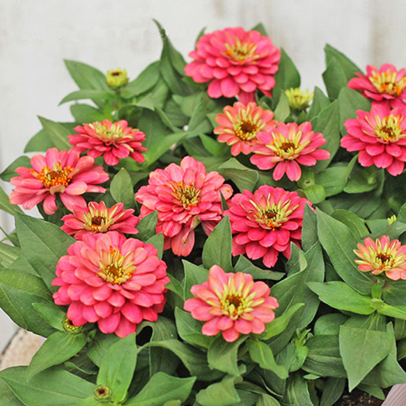 花草 ゴゼンタチバナ - 野山の花たち 東北と関東甲信越の花