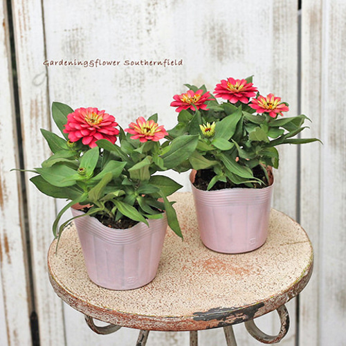 花苗 八重咲き ジニア ザハラ ダブルサーモン 3.5号 百日草 秋までよく