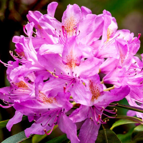 有機シャクナゲ（ロードデンドロン）精油5ml その他素材