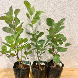 スモークツリー 苗 グリーンボール 苗木　雌株 2枚目の画像