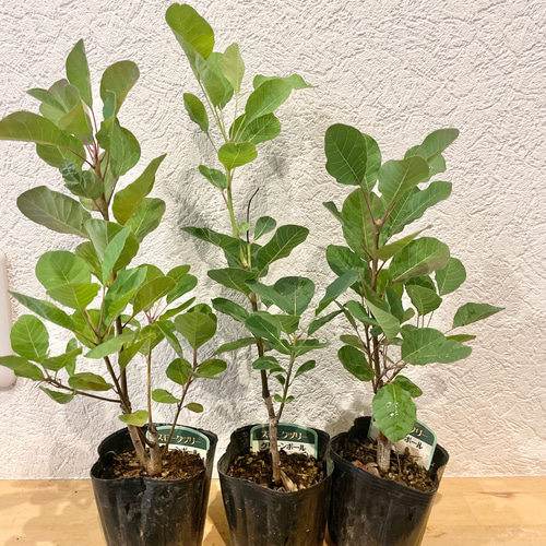 おまとめ 全3点 全て花芽付き グリーンボール スモークツリー 苗 苗木 雌株 スモークツリー 苗 グリーンボール 苗木 雌株 ドライフラワー 森