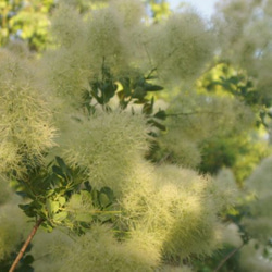 スモークツリー 苗 グリーンボール 苗木　雌株 5枚目の画像