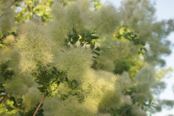 スモークツリー 苗 グリーンボール 苗木　雌株 5枚目の画像