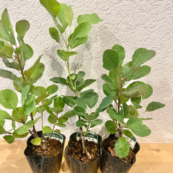 スモークツリー 苗 グリーンボール 苗木　雌株 3枚目の画像