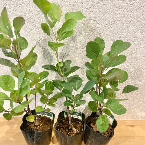 おまとめ 全3点 全て花芽付き グリーンボール スモークツリー 苗 苗木 雌株 全て花芽付き グリーンボール スモークツリー 苗 苗木 雌株