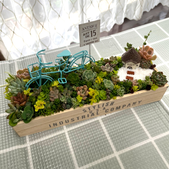 受注制作 自転車のあるお庭箱庭風多肉植物寄せ植え 5枚目の画像