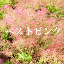 スモークツリー苗 ベストピンク その他素材 虹花園 幸店 通販