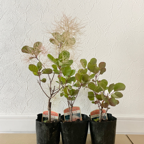 新色♡スモークツリー 苗 ベストピンク 苗木 ドライフラワー 森