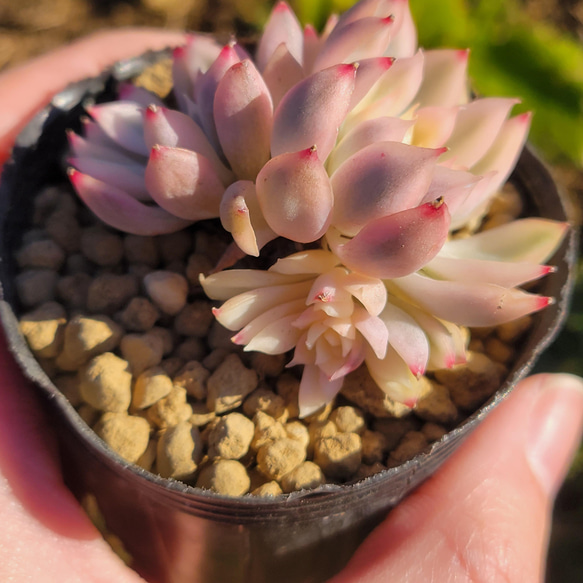 女雛錦 多肉植物 エケベリア 4枚目の画像