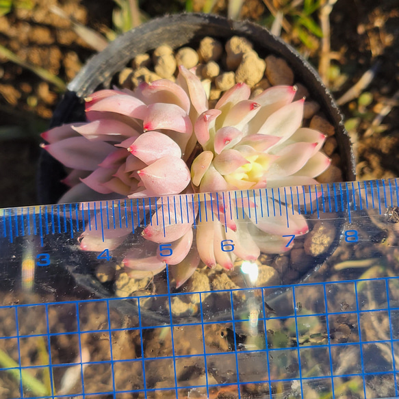 女雛錦 多肉植物 エケベリア 5枚目の画像