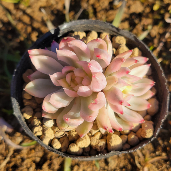 女雛錦 多肉植物 エケベリア 1枚目の画像