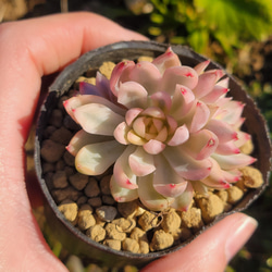 女雛錦 多肉植物 エケベリア 3枚目の画像