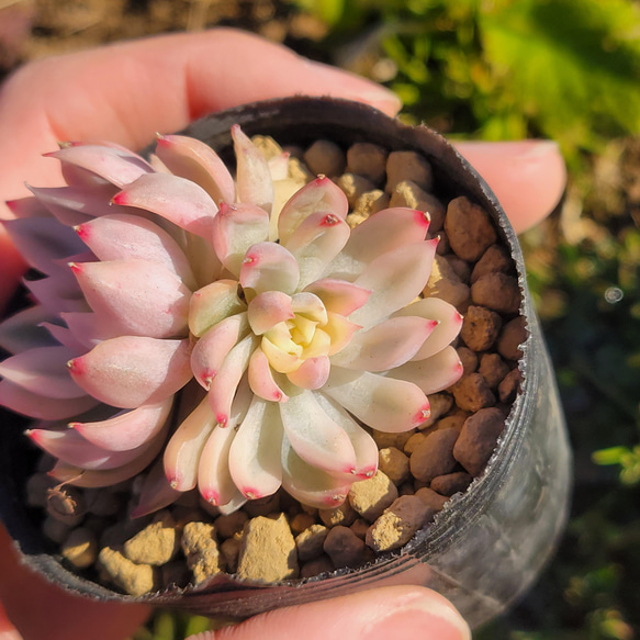 女雛錦 多肉植物 エケベリア 2枚目の画像