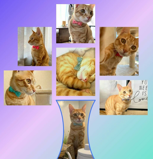猫の首輪セット（チャーム＆蝶ネクタイ） 3枚目の画像