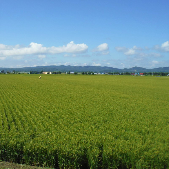 【令和5年 北海道産】むすび ～おぼろづき～ (10kg) 水芭蕉米「第９回米-1G」銀賞受賞米 6枚目の画像